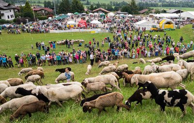 12. Steirisches Almlammfest