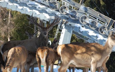 Deer park for all friends of animals