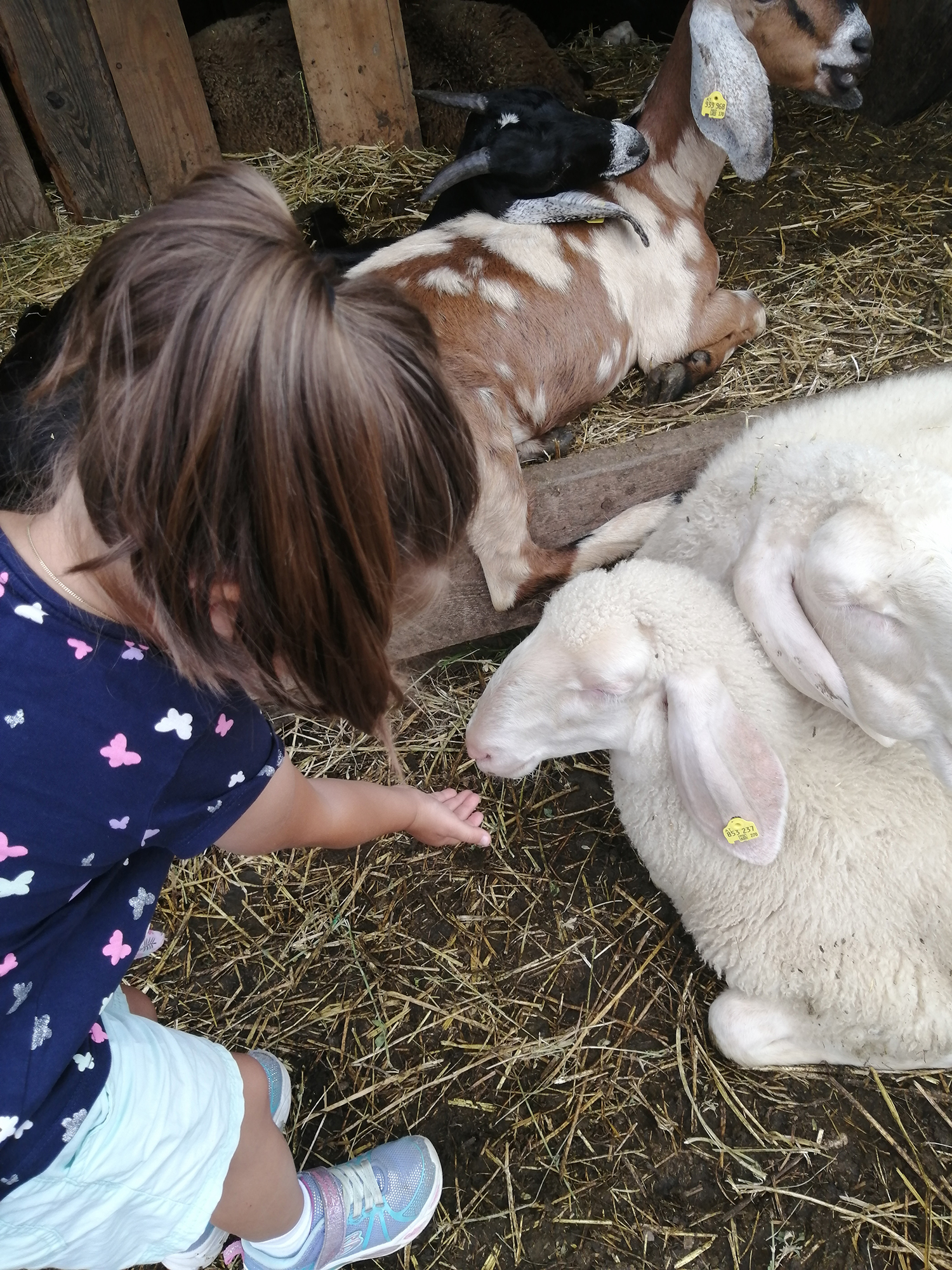 Kids-Action am Hauser Kaibling
