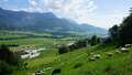 800 Schafe mit Blick Richtung Hauser Kaibling Talstation und Ramsau am Dachstein.